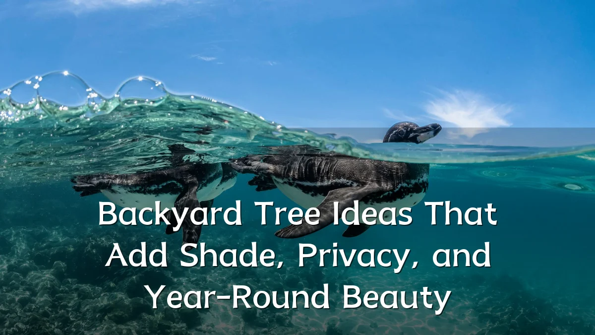 Backyard Tree Ideas That Add Shade, Privacy, and Year-Round Beauty