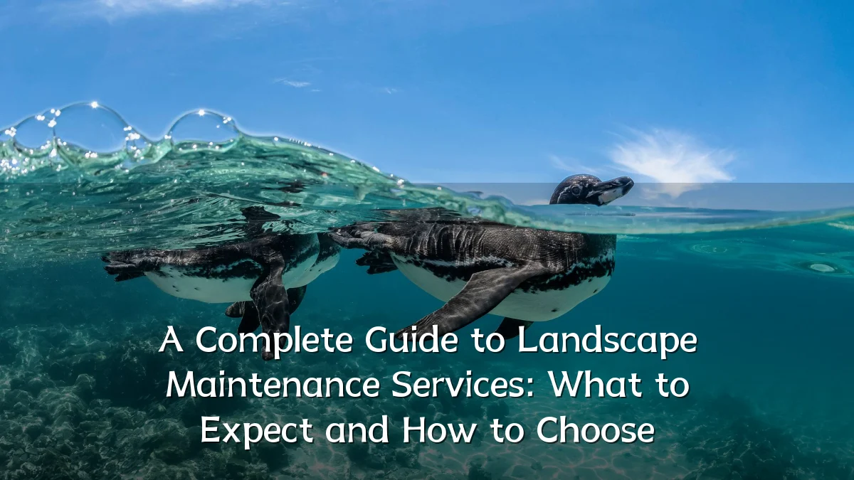 A Complete Guide to Landscape Maintenance Services: What to Expect and How to Choose